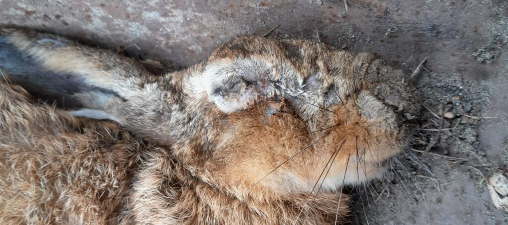 Zorgen bij Achterhoekse jagers over gezondheid bij wild in de regio.